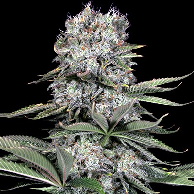 G13 Labs Seeds Runtz 13